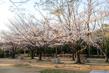 香澄公園の桜　千葉県習志野市　日本