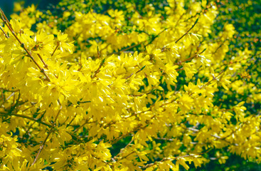 Close-up view to blooming Forsythia bush at spring sunny day