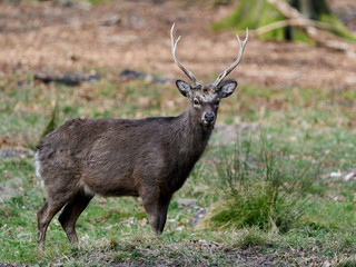 Sika deer (Cervus nippon)