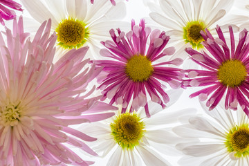 Colorful flowers backlit with a white background