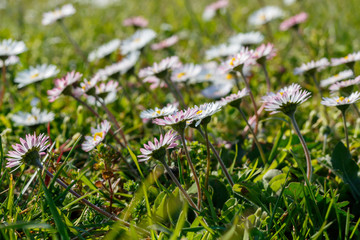 Beautiful Daisies in The Grass. Spring Blossom
