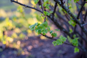 currant bush in the spring garden