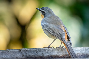 Cape robin-chat