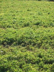 Fototapeta na wymiar stand of green alfalfa field before second cutting
