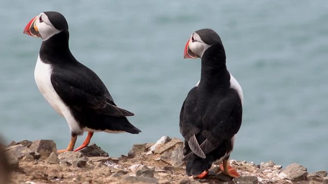 Close up of puffins on cliff in breeding plumage summer day UK 4K
