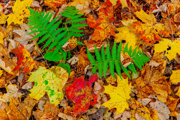 Colorful fallen red orange yellow autumn maple leaves.