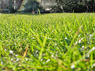 Trawa zielona w ogrodzie © Artur