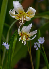 Erythronium or Dogs Tooth Violet