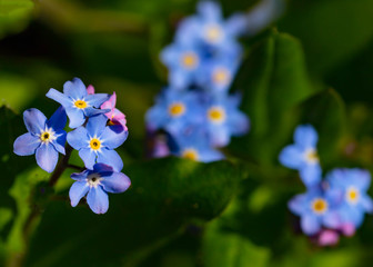 Forget me Nots