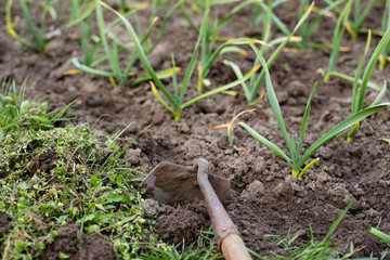 Garden work in the spring. Weeding onions in the garden