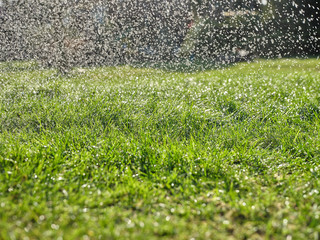 Trawa zielona w ogrodzie © Artur