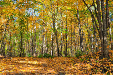 Autumn forest alley on a Sunny day.