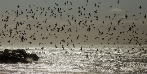 Seagulls on the sand of a deserted sea beach in soft foggy morning light. Creative natural background: sea landscape with seagulls