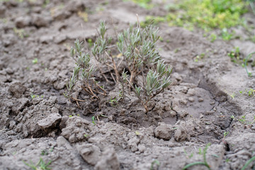 lavender flowers in the garden in spring. Spring garden work. 