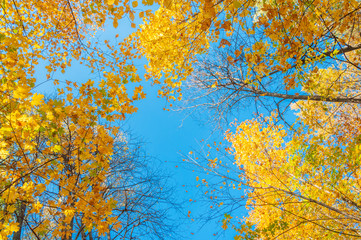 Fototapeta premium Colorful autumn forest on a bright Sunny day.