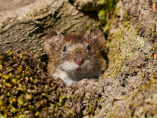 Bank vole (Myodes glareolus)