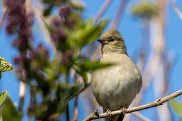 Female finch sitting on branch with blue skies in background