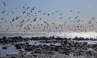 Seagulls on the sand of a deserted sea beach in soft foggy morning light. Creative natural background: sea landscape with seagulls