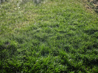 Trawa zielona w ogrodzie