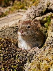 Bank vole (Myodes glareolus)