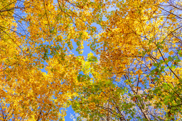 Colorful autumn forest on a bright Sunny day.