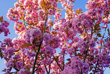 Pink cherry blossom in spring 