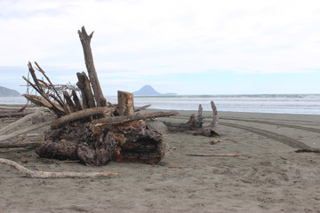 dead tree in the desert