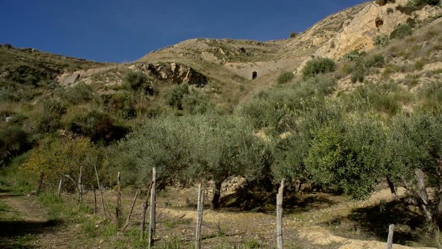 View of olive tree grove in the Sicilian countryside