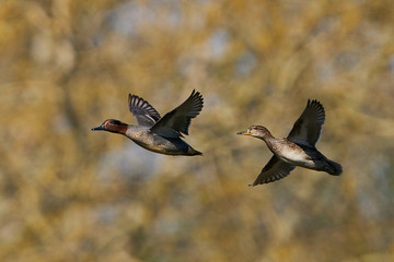 Eurasian teal (Anas crecca)
