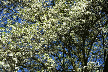 Weiß blühender Pflaumenbaum, blauer Himmel, Sonnenschein