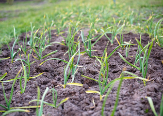 Garden work in the spring. Weeding onions in the garden
