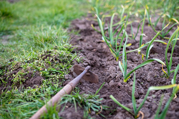 Garden work in the spring. Weeding onions in the garden