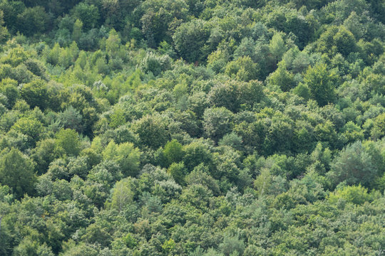 Wald-Landschaft - Luftbild