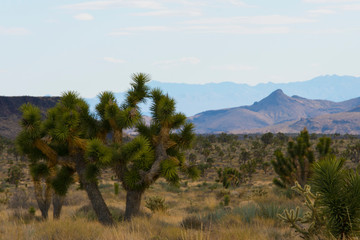 Fototapeta premium camping rocks camp fire rock formation desert