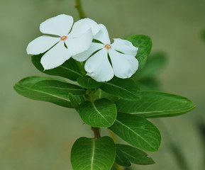 Obraz na płótnie Canvas Beautiful white flower Catharanthus Roseus, commonly known as White eyes 
