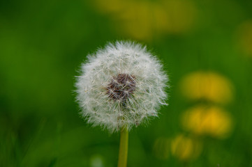Dandelion after flowering on a blurry green background in the meadow, close-up.