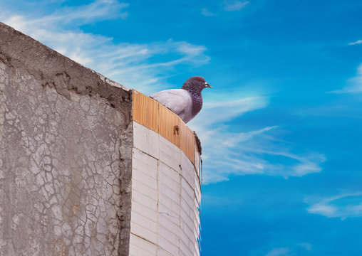 A beautiful pigeon sitting on a roof edge