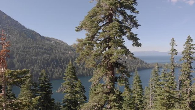 Summer vacation at Lake Tahoe viewing the water through pine tree forest