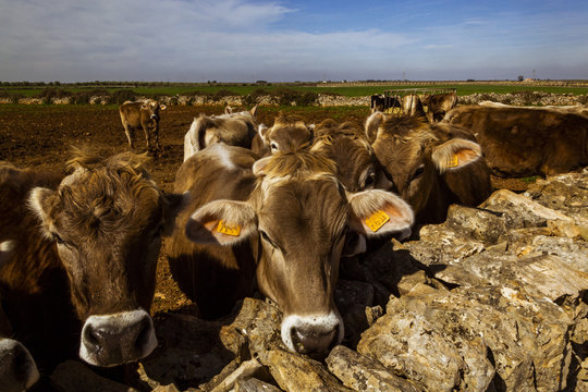 Vacas de producci&oacute;n de leche en establecimiento rural en Italia