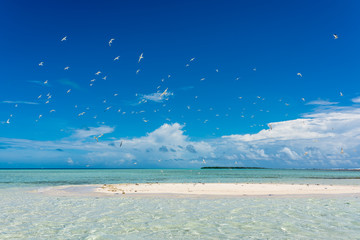 View of the a little white sandbank with sea birds next to the barrier reef  called 