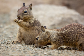 Naklejka na ściany i meble squirrels eating nut