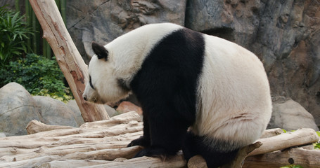 Big panda in the park