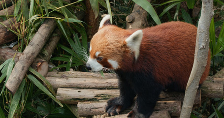 Red panda in the park
