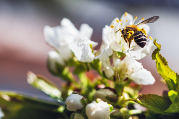 Eine Biene auf einer Kirschblüte