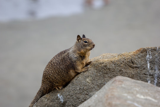 squirrel on the rock