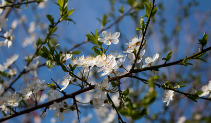 blooming apple tree in spring