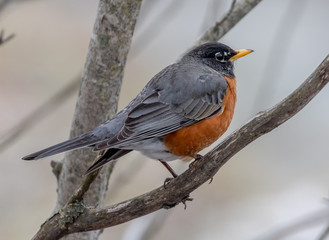 Robin