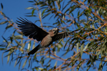 Eurasian jay (Garrulus glandarius)