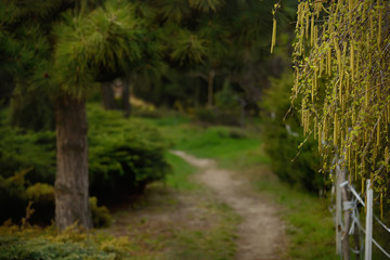 Green garden with paths among the pines and spring trees. Selective focus. Landscaping.