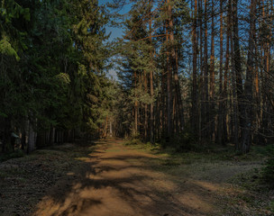 Obraz premium Needles forest with sun on slope of Klet hill in south Bohemia